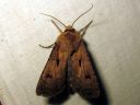 Agrotis_exclamationis_huutomerkkiyokkonen_IMG_1780.JPG