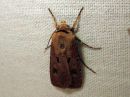 Agrotis_exclamationis_huutomerkkiyokkonen_IMG_3216.jpg