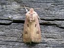 Agrotis_exclamationis_huutomerkkiyokkonen_IMG_3217.jpg