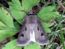 Agrotis_exclamationis_huutomerkkiyokkonen_IMG_3429.jpg