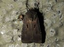 Agrotis_exclamationis_huutomerkkiyokkonen_IMG_3613.jpg