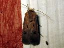 Agrotis_exclamationis_huutomerkkiyokkonen_IMG_4210.JPG