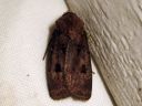 Agrotis_exclamationis_huutomerkkiyokkonen_IMG_4894.JPG