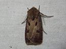 Agrotis_exclamationis_huutomerkkiyokkonen_IMG_5783.jpg