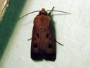 Agrotis_exclamationis_huutomerkkiyokkonen_IMG_6160.JPG