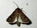 Agrotis_exclamationis_huutomerkkiyokkonen_IMG_6454.JPG