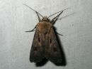 Agrotis_exclamationis_huutomerkkiyokkonen_IMG_6543.jpg