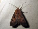 Agrotis_exclamationis_huutomerkkiyokkonen_IMG_6544.jpg