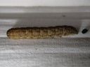 Agrotis_exclamationis_larva_huutomerkkiyokkonen_toukka_IMG_0361.JPG