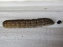 Agrotis_exclamationis_larva_huutomerkkiyokkonen_toukka_IMG_0363.JPG