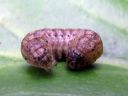 Agrotis_exclamationis_larva_huutomerkkiyokkonen_toukka_IMG_0441.JPG