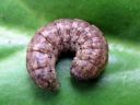 Agrotis_exclamationis_larva_huutomerkkiyokkonen_toukka_IMG_0442.JPG