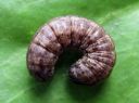 Agrotis_exclamationis_larva_huutomerkkiyokkonen_toukka_IMG_0445.JPG