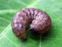 Agrotis_exclamationis_larva_huutomerkkiyokkonen_toukka_IMG_0575.JPG