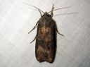 Agrotis_ipsilon_vaelluskatkoyokkonen_IMG_4518.JPG