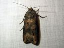 Agrotis_ipsilon_vaelluskatkoyokkonen_IMG_4523.JPG