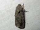 Agrotis_segetum_orasyokkonen_IMG_2167.jpg