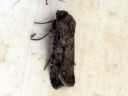 Agrotis_segetum_orasyokkonen_IMG_4882.JPG