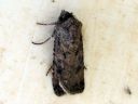 Agrotis_segetum_orasyokkonen_IMG_4883.JPG