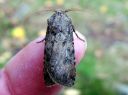 Agrotis_segetum_orasyokkonen_IMG_4889.JPG