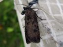 Agrotis_segetum_orasyokkonen_IMG_4890.JPG