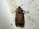 Agrotis_segetum_orasyokkonen_IMG_4988.jpg