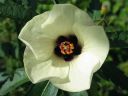 Ajannayttaja_Hibiscus_trionum_IMG_0187.jpg