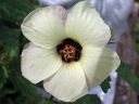 Ajannayttaja_Hibiscus_trionum_IMG_0511.jpg