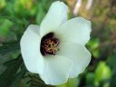 Ajannayttaja_Hibiscus_trionum_IMG_3891.jpg