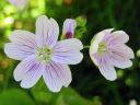 Alaskankleitonia_Claytonia_sibirica_IMG_2409.jpg