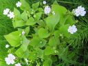 Alaskankleitonia_Claytonia_sibirica_IMG_2411.jpg