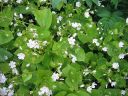 Alaskankleitonia_Claytonia_sibirica_IMG_9604.jpg