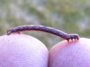 Alcis_repandatus_larva_aaltoharmomittari_toukka_IMG_0266.jpg