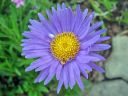 Alppiasteri_Aster_alpinus_IMG_2521.jpg