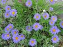 Alppiasteri_Aster_alpinus_IMG_5037.jpg