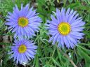 Alppiasteri_Aster_alpinus_IMG_5040.jpg