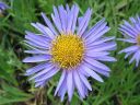 Alppiasteri_Aster_alpinus_IMG_7774.jpg