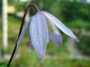 Alppikarho_Clematis_alpina_IMG_0788.jpg