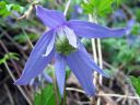 Alppikarho_Clematis_alpina_IMG_7616.jpg