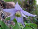 Alppikarho_Clematis_alpina_IMG_8173.jpg