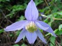 Alppikarho_Clematis_alpina_IMG_9592.jpg