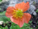 Tiedostonimi=Alppiunikko_Papaver_alpinum_IMG_1951.jpg
Tiedostokoko=58kt
Koko=600x450
Lisätty=17.02.2011 Alppiunikko_Papaver_alpinum_IMG_1951.jpg