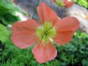 Alppiunikko_Papaver_alpinum_IMG_1952.jpg