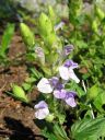 Alppivuohennokka_Scutellaria_alpina_IMG_5059.jpg