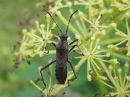 Alydus_calcaratus_okalude_IMG_4183.JPG