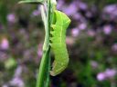 Amphipyra_perflua_larva_suruyokkonen_toukka_IMG_3334.jpg