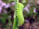 Amphipyra_perflua_larva_suruyokkonen_toukka_IMG_3336.jpg