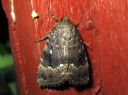 Amphipyra_pyramidea_hohtopensasyokkonen_IMG_0499.JPG