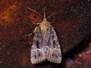 Amphipyra_pyramidea_hohtopensasyokkonen_IMG_4478.jpg