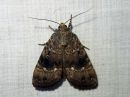 Amphipyra_pyramidea_hohtopensasyokkonen_IMG_5849.jpg